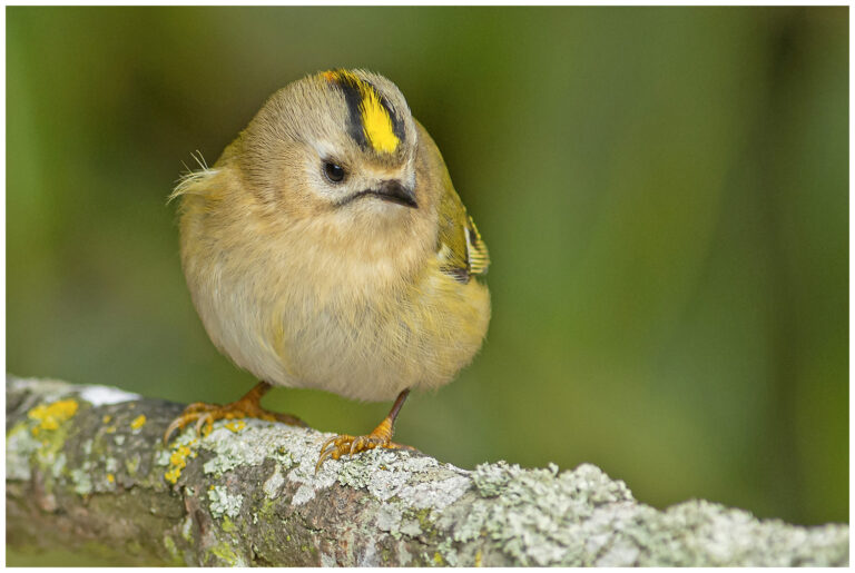 Kungsfågel - Goldcrest Kungsfågel - (Goldcrest)