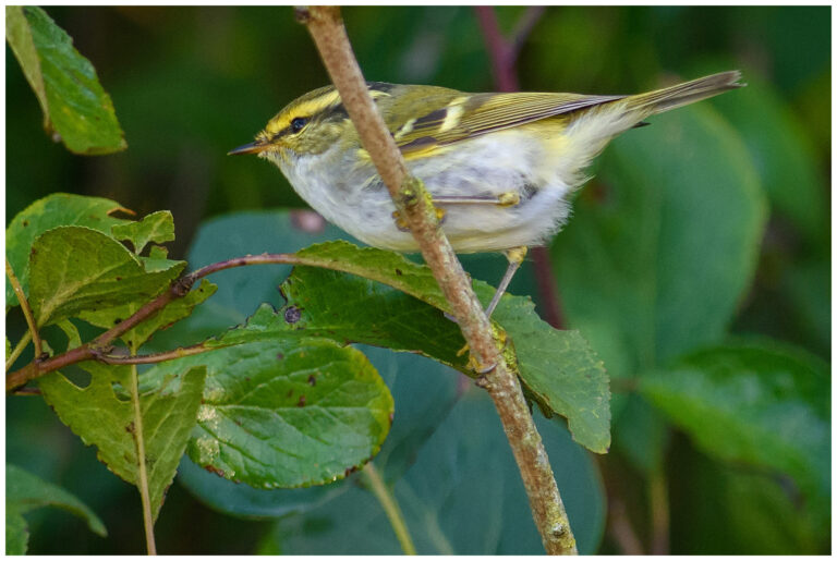 Kungsfågelsångare - Pallas’s leaf warbler Kungsfågelsångare - (Pallas’s leaf warbler)