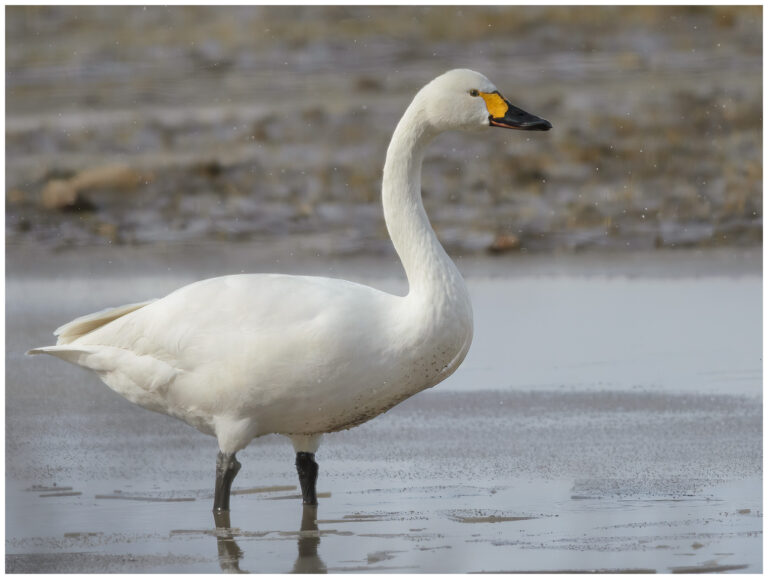 Mindre Sångsvan - Tundra Swan Mindre Sångsvan - (Tundra Swan) på en översvämmad åker
