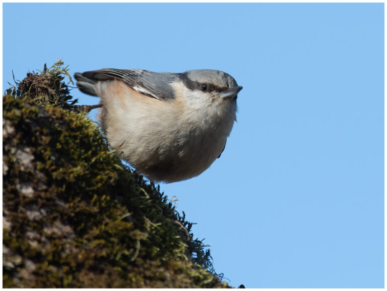 Nötväcka - Eurasian Nuthatch nötväcka