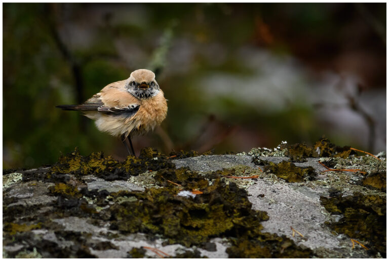 Ökenstenskvätta - Desert Wheatear Ökenstenskvätta - Oenanthe deserti