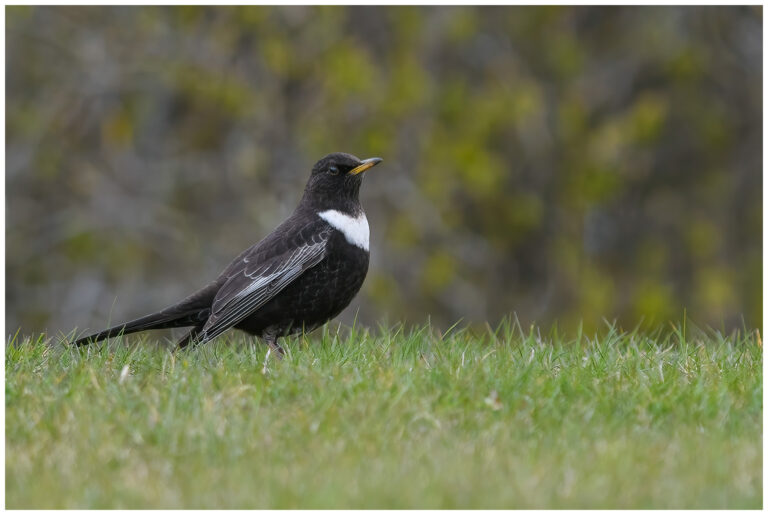 Ringtrast - Ring Ouzel Ringtrast - Turdus torquatus - hane