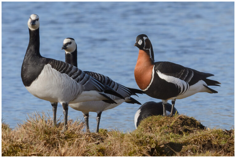 Rödhalsad Gås - Red-breated Goose rödhalsad gås med vitkindad gås