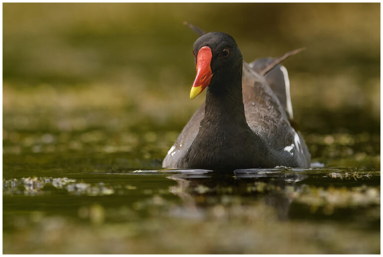 Rörhöna - Common Moorhen Rörhöna - (Common Moorhen)
