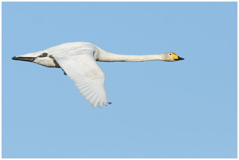 Sångsvan - Whooper Swan sångsvan