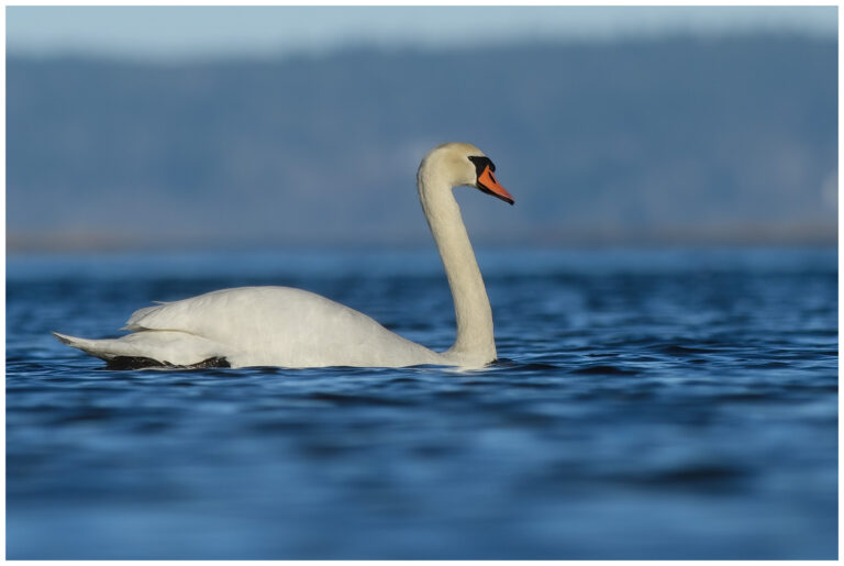 Knölsvan - Mute Swan knölsvan simmar