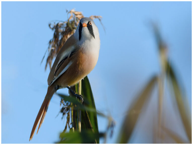 Skäggmes - Bearded Reedling Skäggmes - (Bearded Reedling)