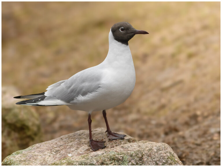 Skrattmås - Black-headed Gull Skrattmås - Larus ridibundus