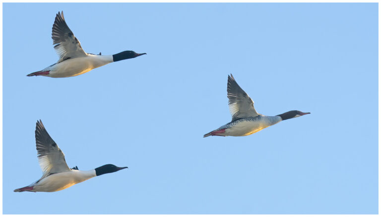 Storskrake - Goosander Storskrake - Mergus merganser