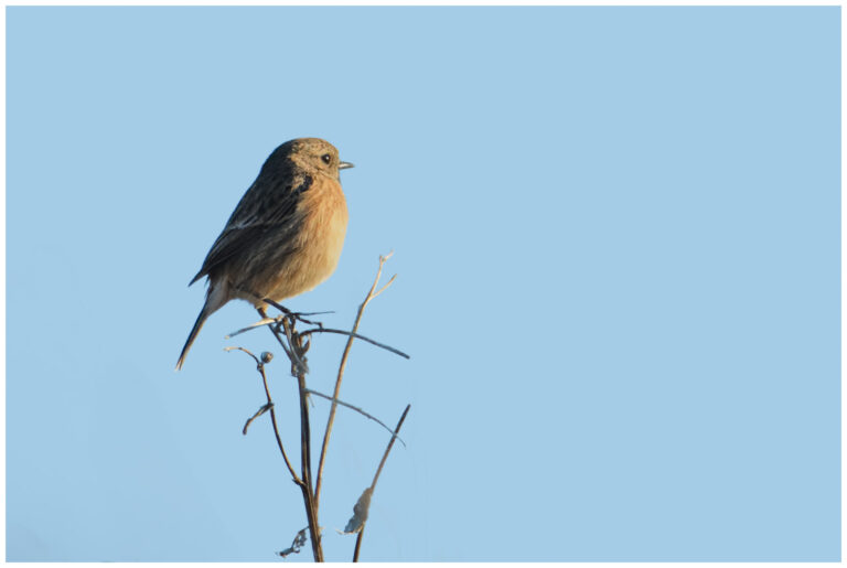 Svarthakad Buskskvätta - Common Stonechat Svarthakad Buskskvätta - Common Stonechat