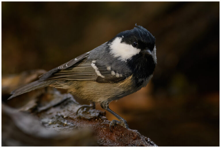 Svartmes - Coal Tit Svartmes - (Coal Tit)
