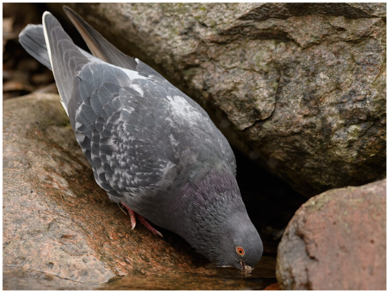 Tamduva - Rock Dove Tamduva - Columba livia