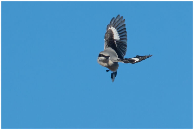 Varfågel - Great Grey Shrike varfågel