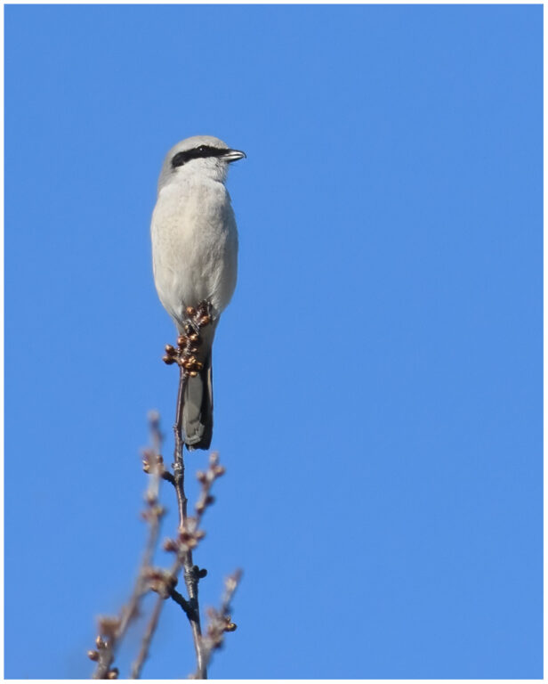 Varfågel - Great Grey Shrike varfågel