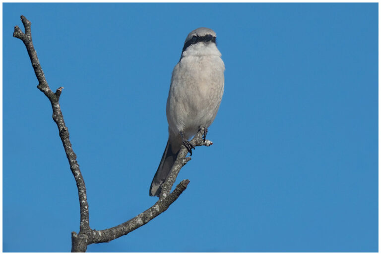 Varfågel - Great Grey Shrike varfågel spanar från en gren