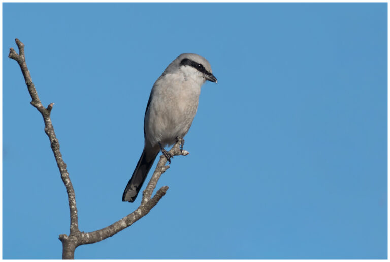Varfågel - Great Grey Shrike varfågel