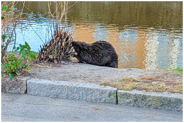 Bäver på Strömsholmen bäver på Strömsholmen