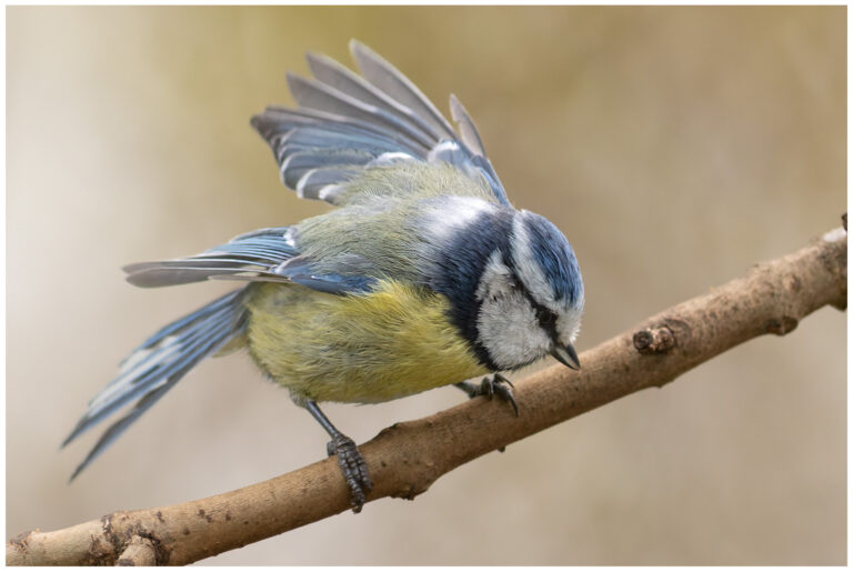 Blåmes - Blue Tit blames
