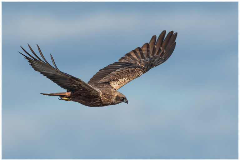 Brun Kärrhök - Western Marsh Harrier hona brun kärrhök