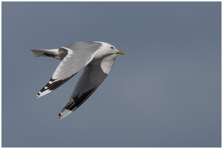 Fiskmås - Mew Gull flygande fiskmås