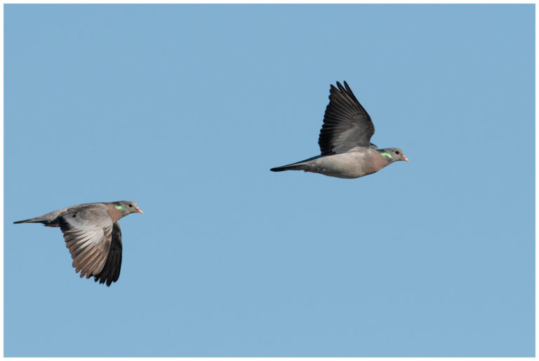 Skogsduva - Stock Dove flygande skogsduvor