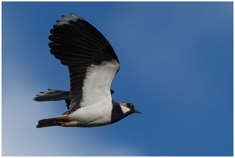 Tofsvipa - Northern Lapwing tofsvipa som flyger