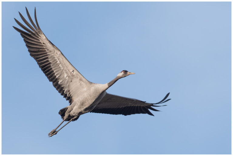 Trana - Common Crane trana