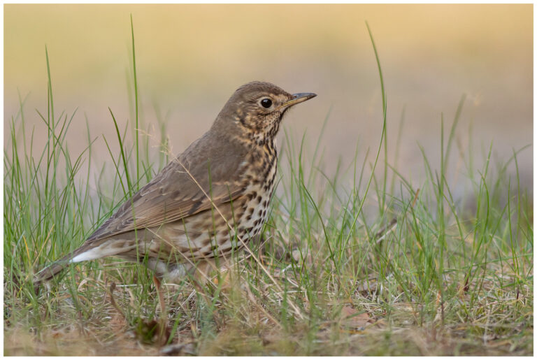 Taltrast - Song Thrush taltrast