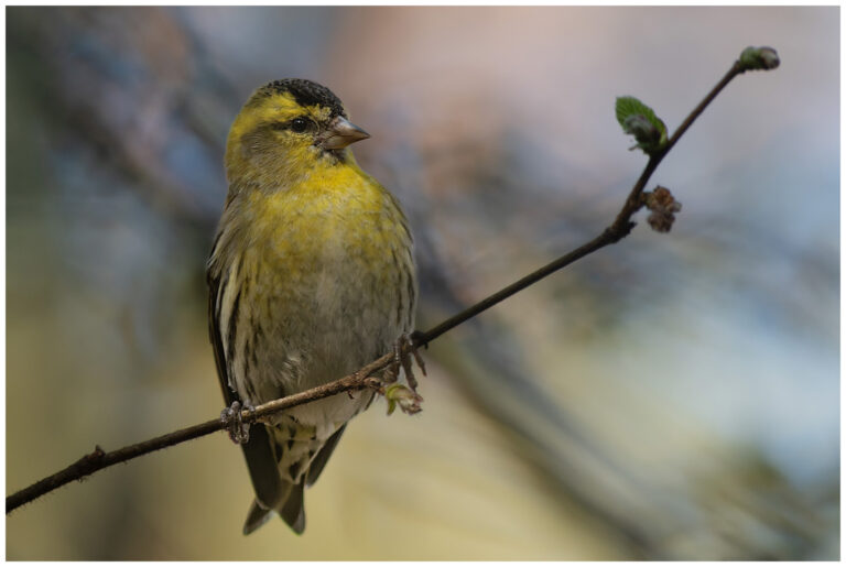 Grönsiska - Eurasian Siskin hane grönsiska