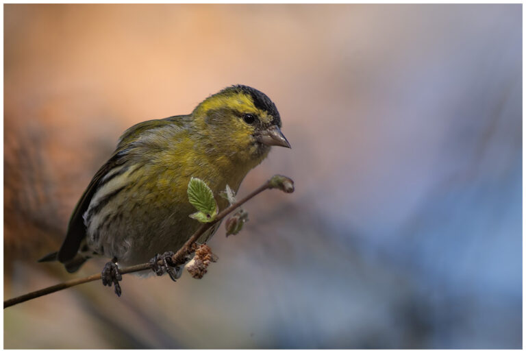 Grönsiska - Eurasian Siskin grönsiska en hane