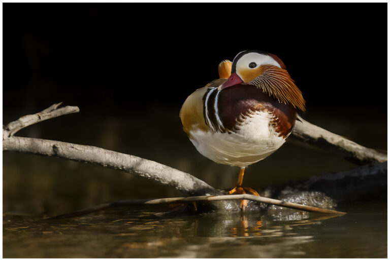 Mandarinand - Mandarin Duck hane mandarinand