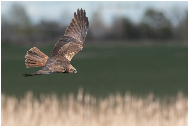 Brun Kärrhök - Western Marsh Harrier brun kärrhök hona