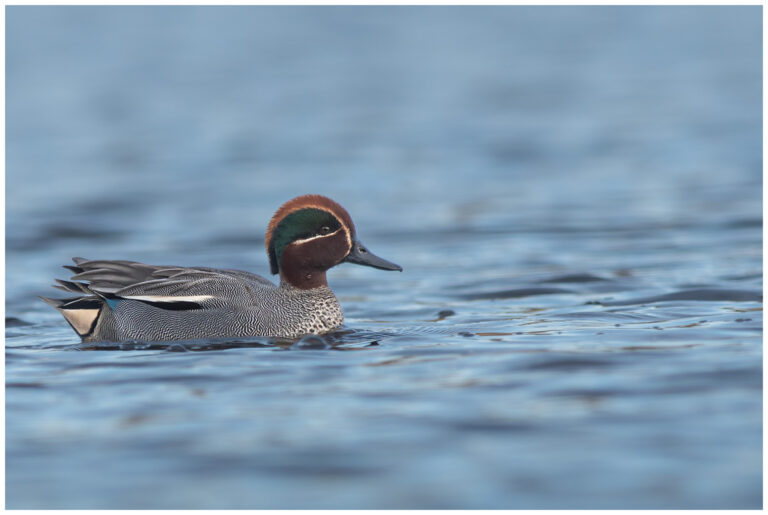 Kricka - Common Teal kricka i våran fina natur