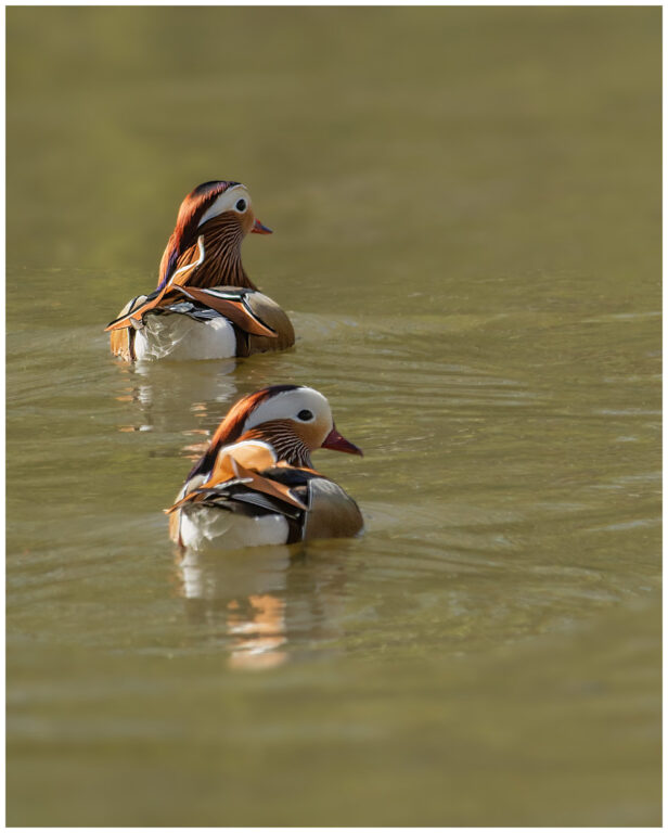 Mandarinand - Mandarin Duck mandarinand 2 hanar