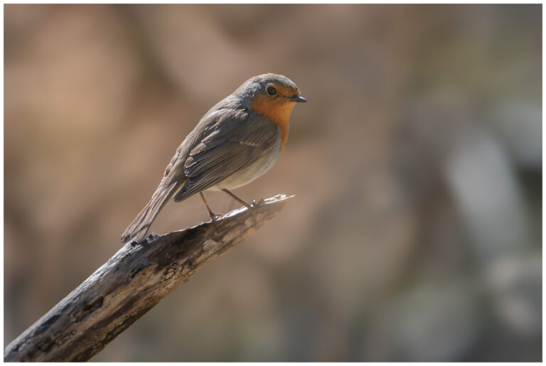 Rödhake - European Robin rödhake på en torr gren