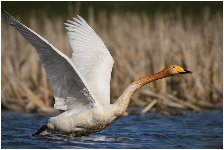Sångsvan - Whooper Swan Sångsvan