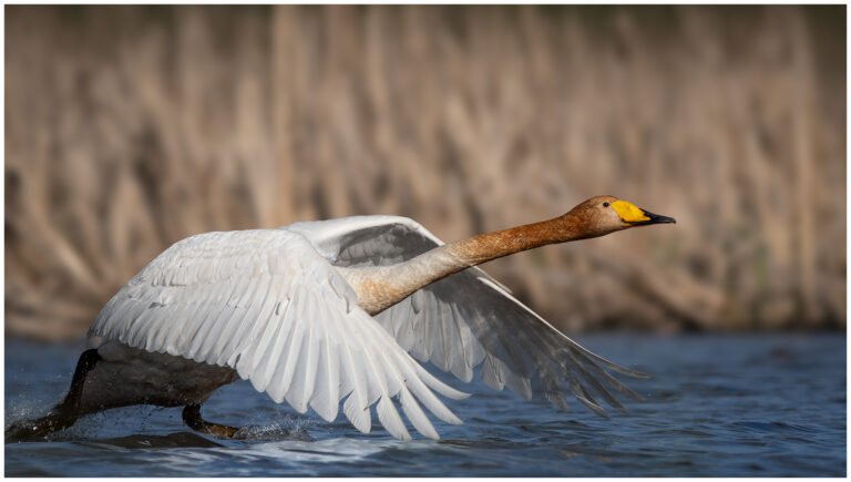 Sångsvan - Whooper Swan sångsvan skall lyfta