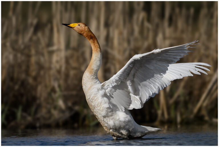 Sångsvan - Whooper Swan adult sångsvan
