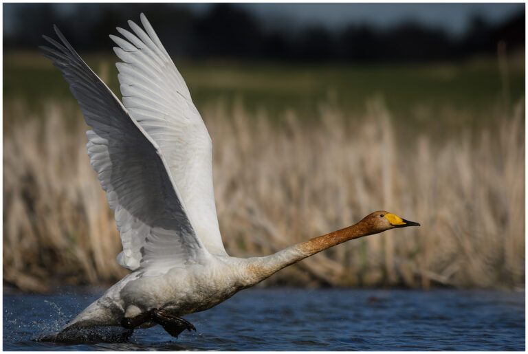 Sångsvan - Whooper Swan vuxen sångsvan