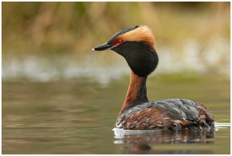Svarthakedopping - Horned Grebe svarthakedopping simmande