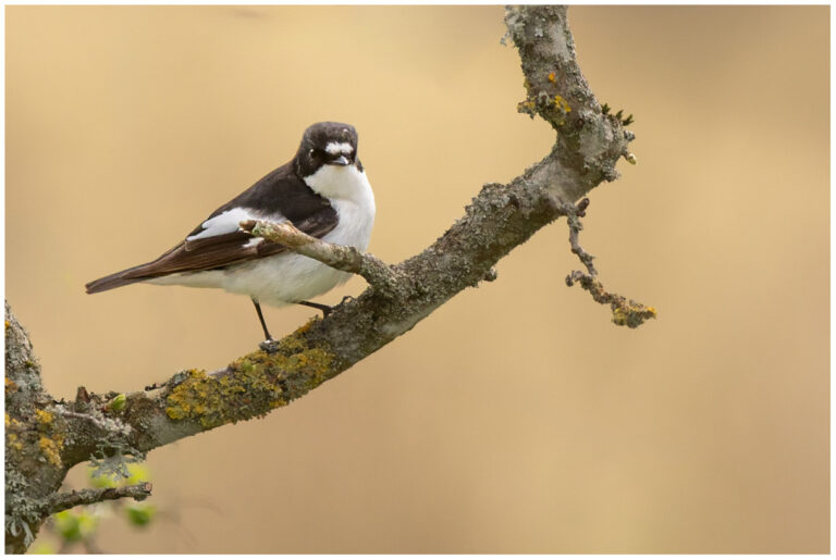 Svartvit Flugsnappare - European Pied Flycatcher hane svartvit flugsnappare