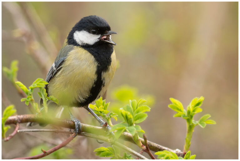 Talgoxe - Great Tit talgoxe på en gren