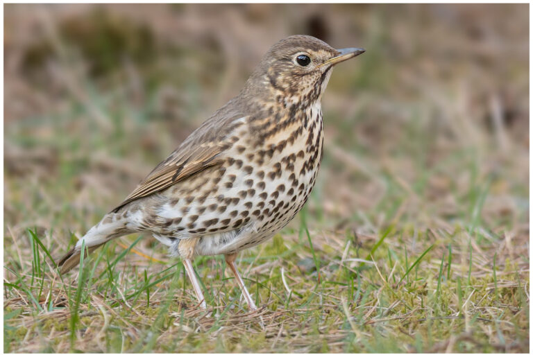 Taltrast - Song Thrush taltrast på marken