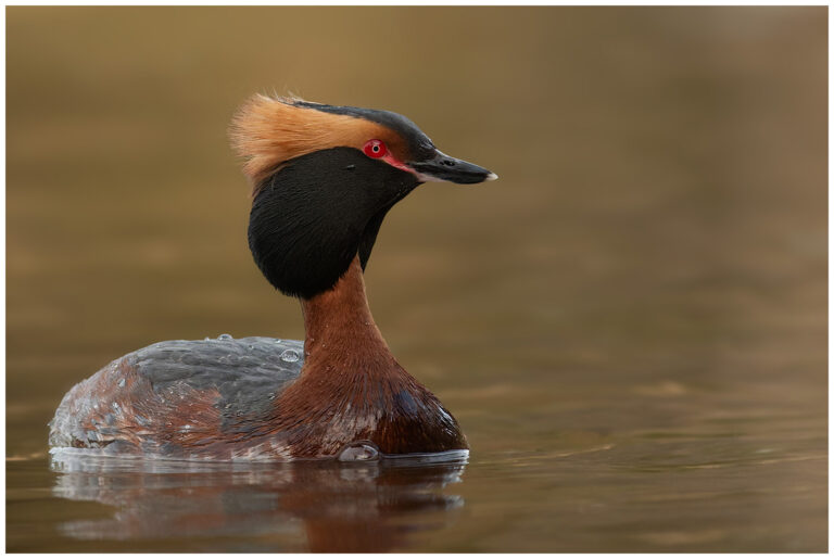 Svarthakedopping - Horned Grebe våran fina natur