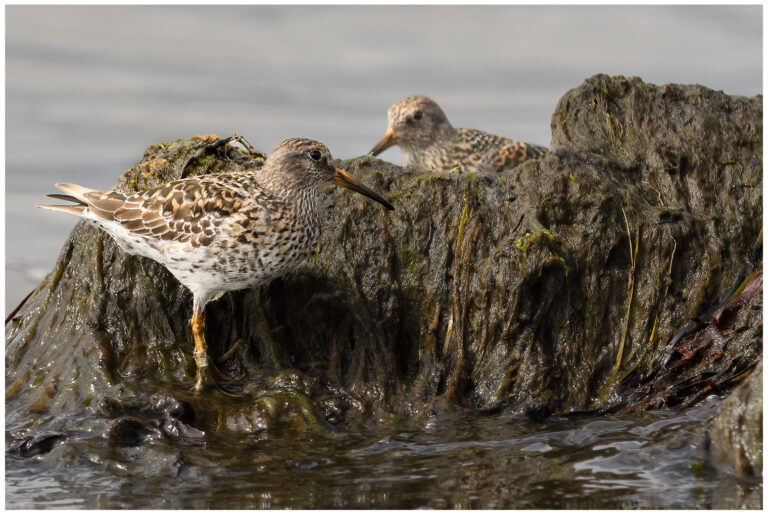 Skärsnäppa - Purple Sandpiper skärsnäppa 2 stycken