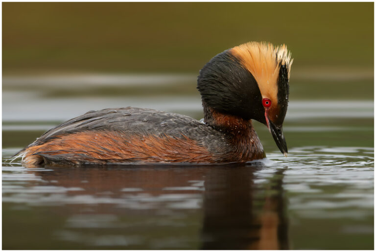 Svarthakedopping - Horned Grebe svarthakedopping letar föda