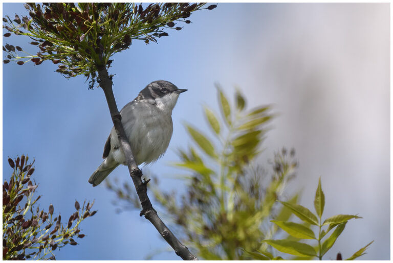 Ärtsångare - Lesser Whitethroat ärtsångare