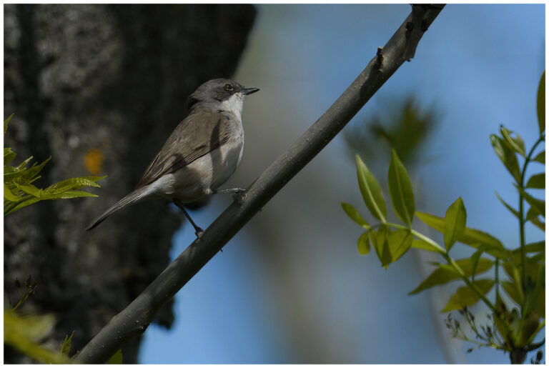 Ärtsångare - Lesser Whitethroat ärtsångare