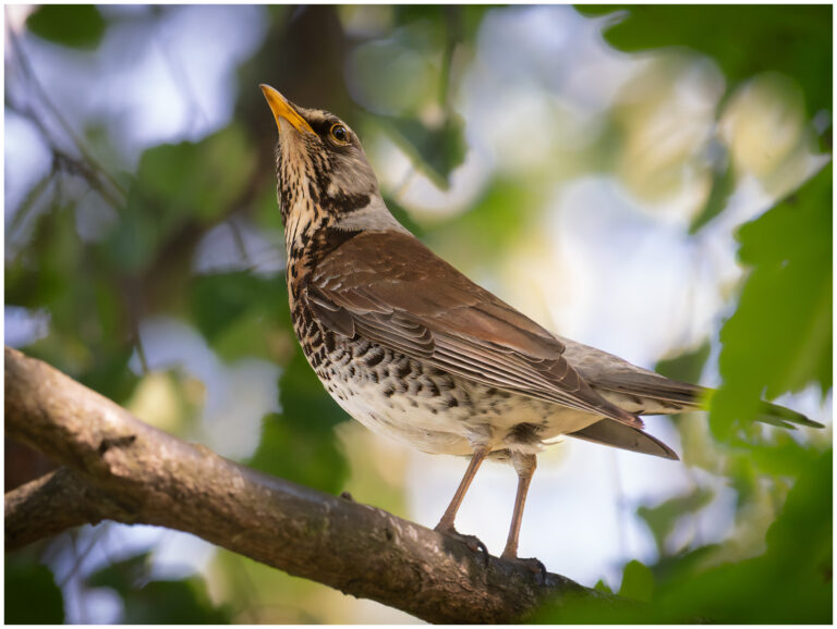Björktrast - Fieldfare björktrast i ett träd