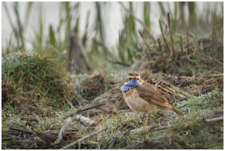 Blåhake - Bluethroat blåhake hane